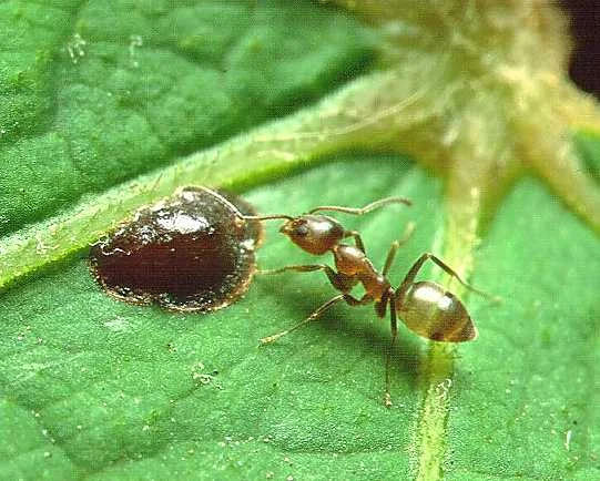 Argentine ant on a green leaf in Ace Pest Control’s guide to ant control in Las Vegas