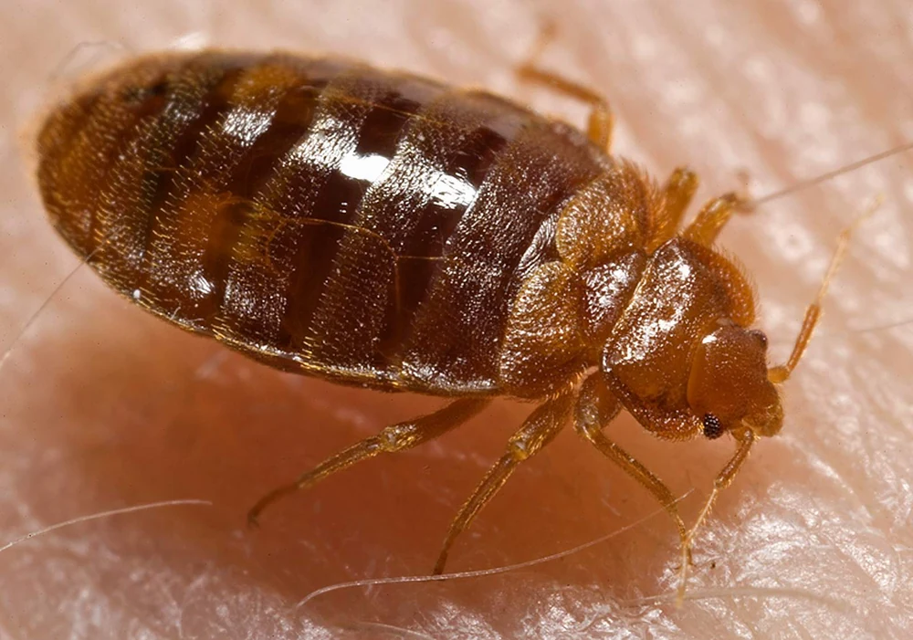 Bed bug nymph viewed close up in Ace Pest Control’s guide to bed bug treatment in Las Vegas