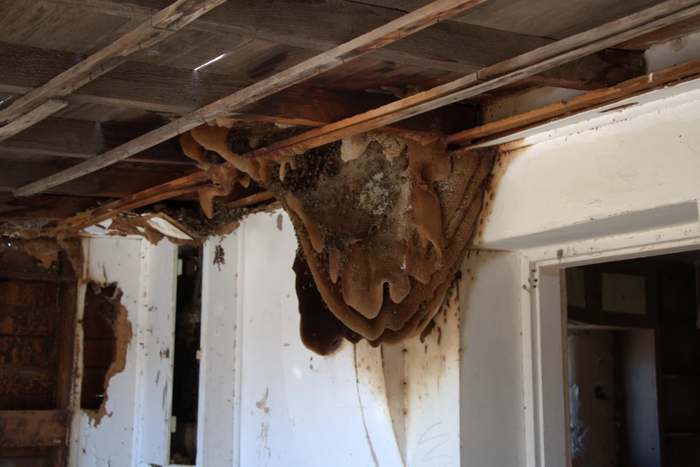 Africanized honey bee colony beneath a roof in Ace Pest Control’s guide to Africanized bee control in Las Vegas