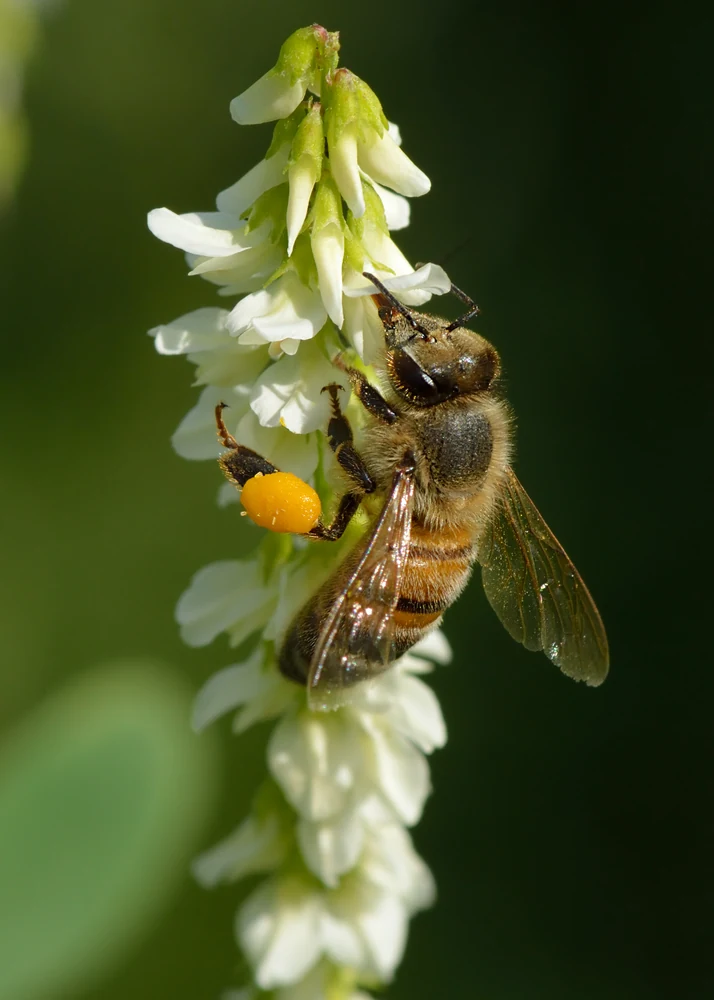 Honey bee collecting pollen from white flowers in Ace Pest Control’s guide to honey bee removal in Las Vegas