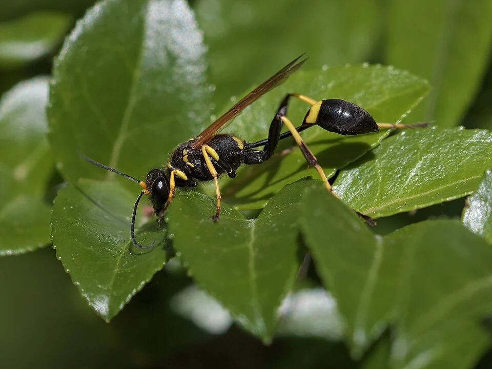 Black and yellow mud dauber wasp on a green leaf in Ace Pest Control’s guide to mud dauber control in Las Vegas