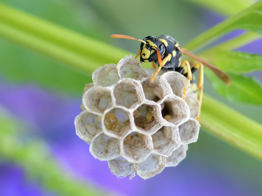 Paper wasp guarding the open cells of its nest in Ace Pest Control’s guide to paper wasp removal in Las Vegas
