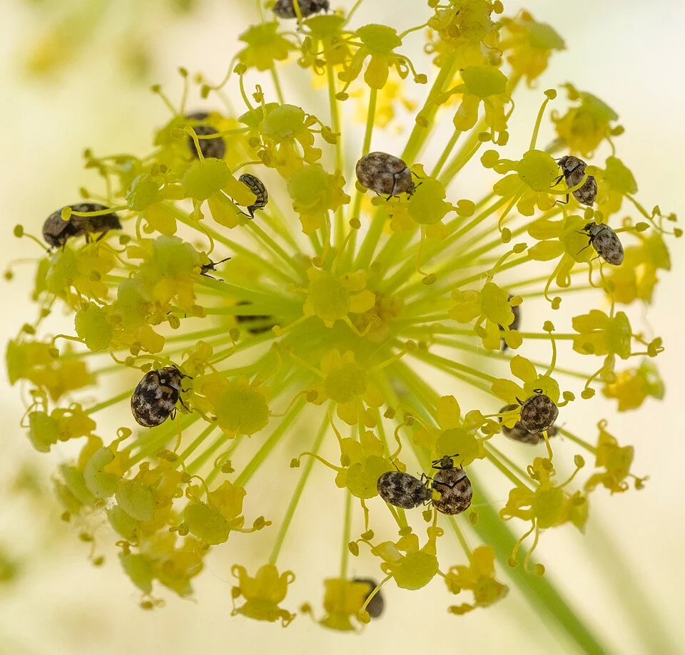 Varied carpet beetles on a yellow fennel flower in Ace Pest Control’s guide to beetle control in Las Vegas