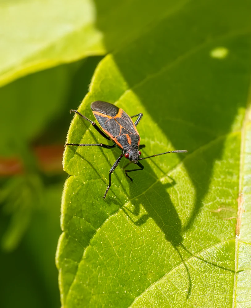 Boxelder bug resting on a green leaf in Ace Pest Control’s guide to boxelder bug control in Las Vegas