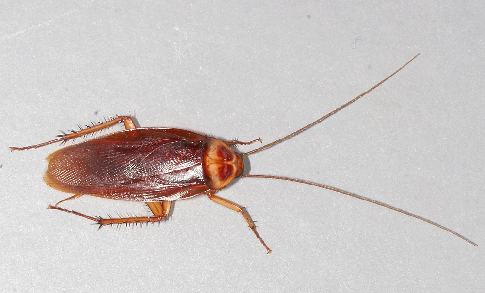 American cockroach showing its reddish body and long antennae in Ace Pest Control’s guide to finding a cockroach exterminator in Las Vegas
