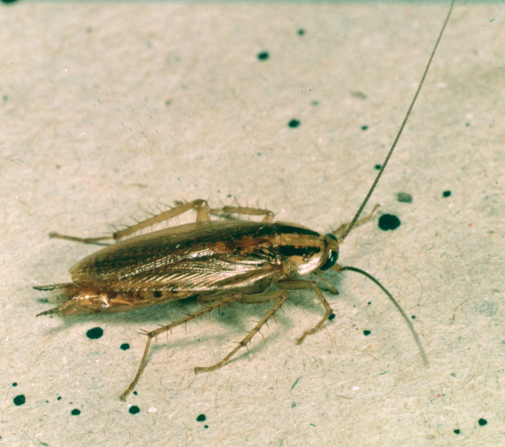 German cockroach seen from above in Ace Pest Control’s guide to German cockroach control in Las Vegas