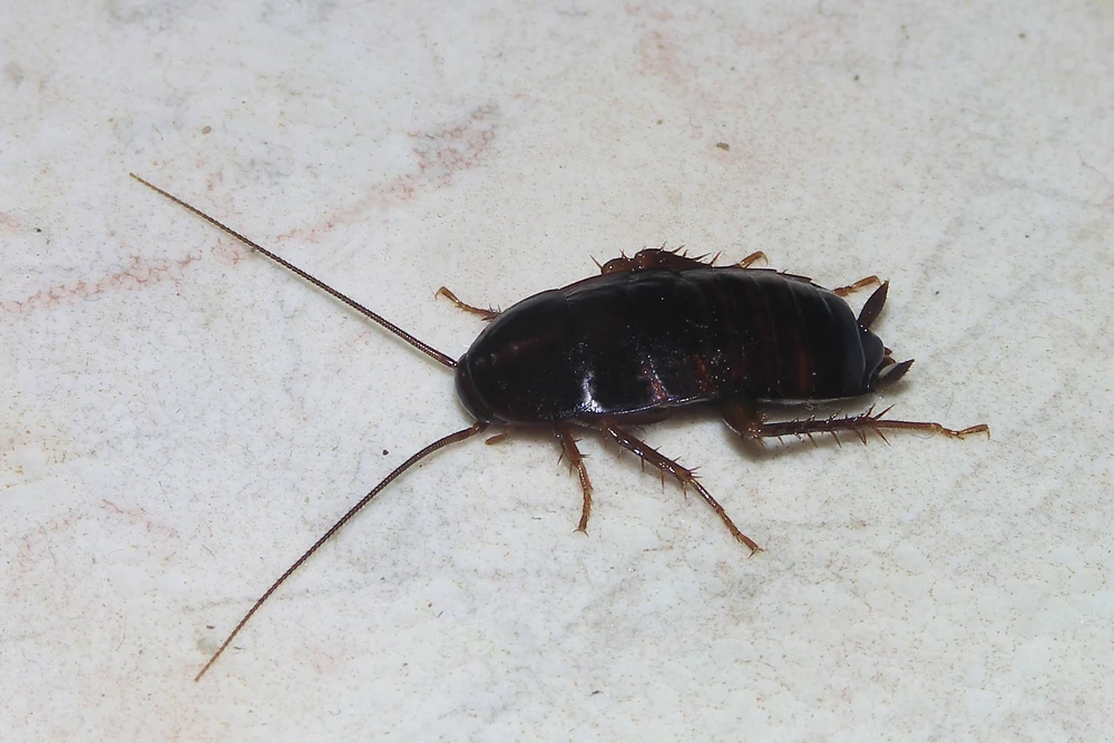 Female Oriental cockroach seen from above in Ace Pest Control’s guide to Oriental cockroach control in Las Vegas