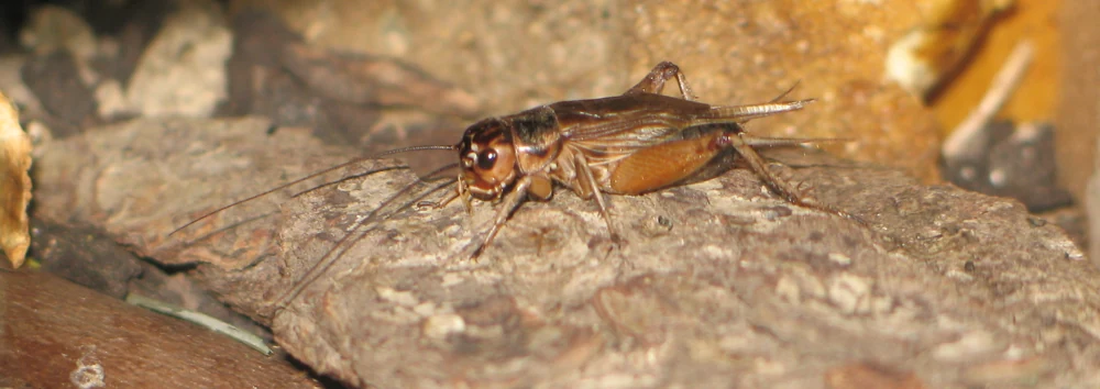 Cricket resting on a rough surface in Ace Pest Control’s guide to cricket control in Las Vegas