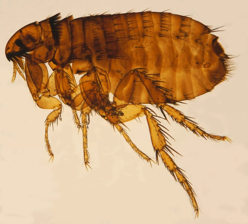 Cat flea viewed under magnification in Ace Pest Control’s guide to flea control in Las Vegas