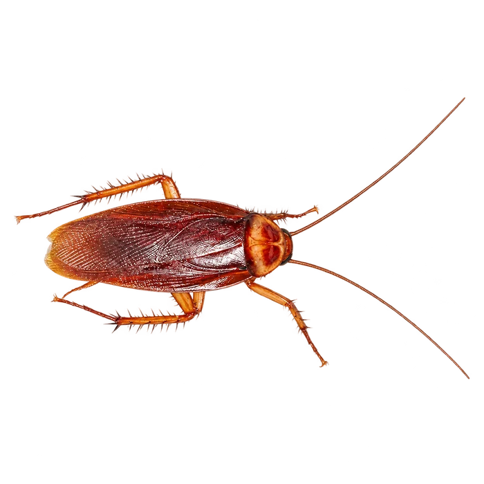 Cockroaches cutout in the Ace Pest Control Las Vegas pest guide