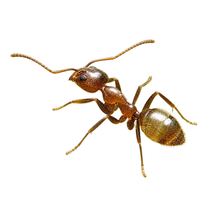 Ants cutout in the Ace Pest Control Las Vegas pest guide