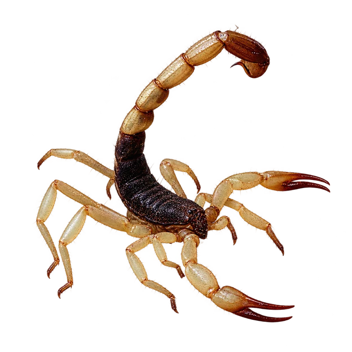 Scorpions cutout in the Ace Pest Control Las Vegas pest guide