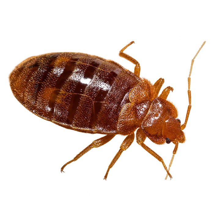 Bed Bugs cutout in the Ace Pest Control Las Vegas pest guide