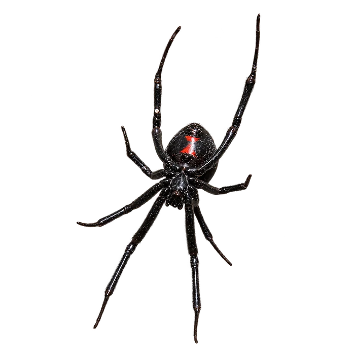 Spiders cutout in the Ace Pest Control Las Vegas pest guide