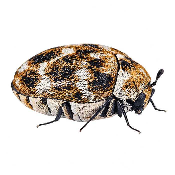 Beetles cutout in the Ace Pest Control Las Vegas pest guide