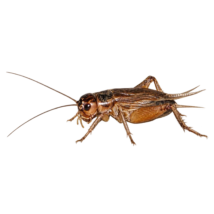 Crickets cutout in the Ace Pest Control Las Vegas pest guide
