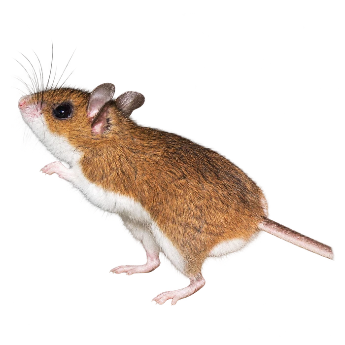 Deer mice cutout in the Ace Pest Control Las Vegas pest guide
