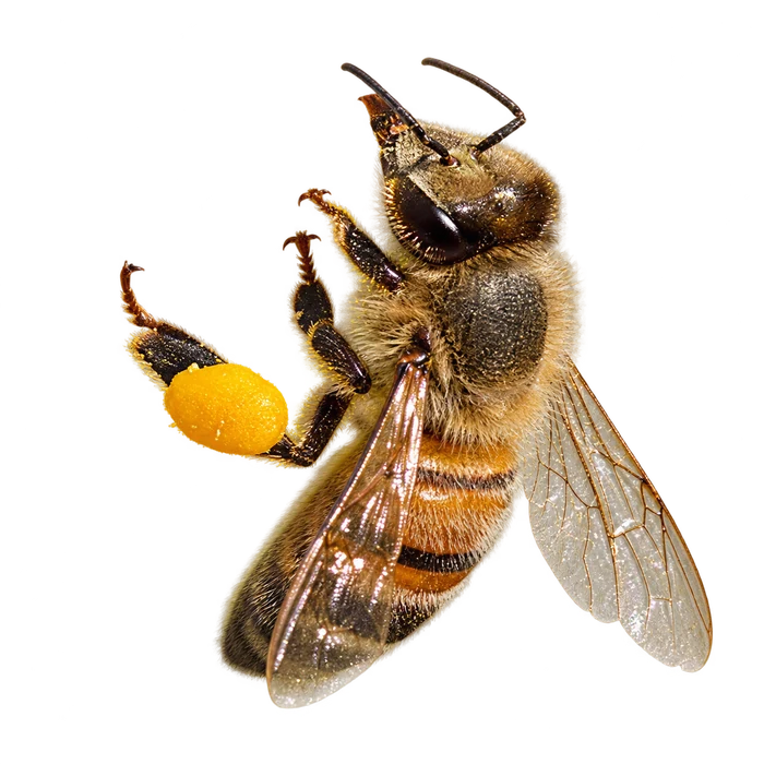 Bees and Wasps cutout in the Ace Pest Control Las Vegas pest guide
