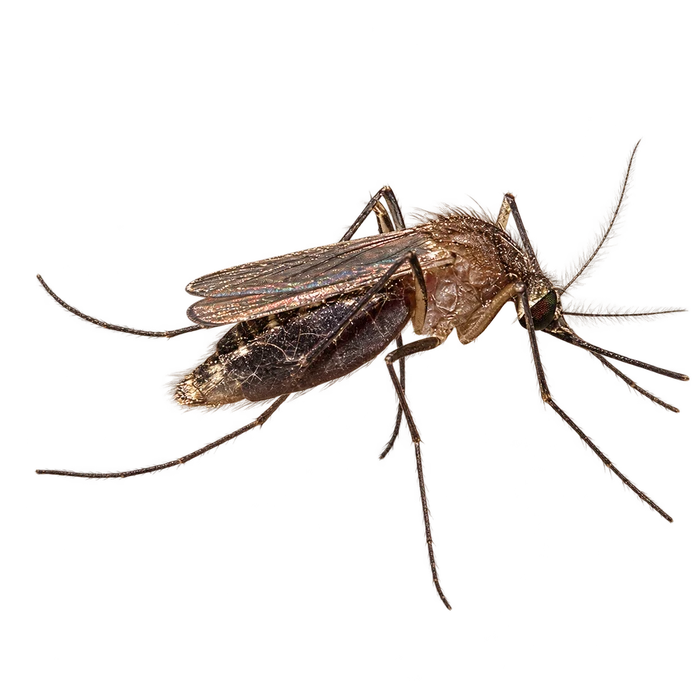 Mosquitoes cutout in the Ace Pest Control Las Vegas pest guide