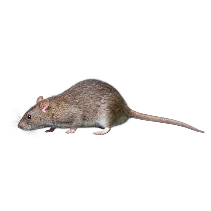 Norway rats cutout in the Ace Pest Control Las Vegas pest guide