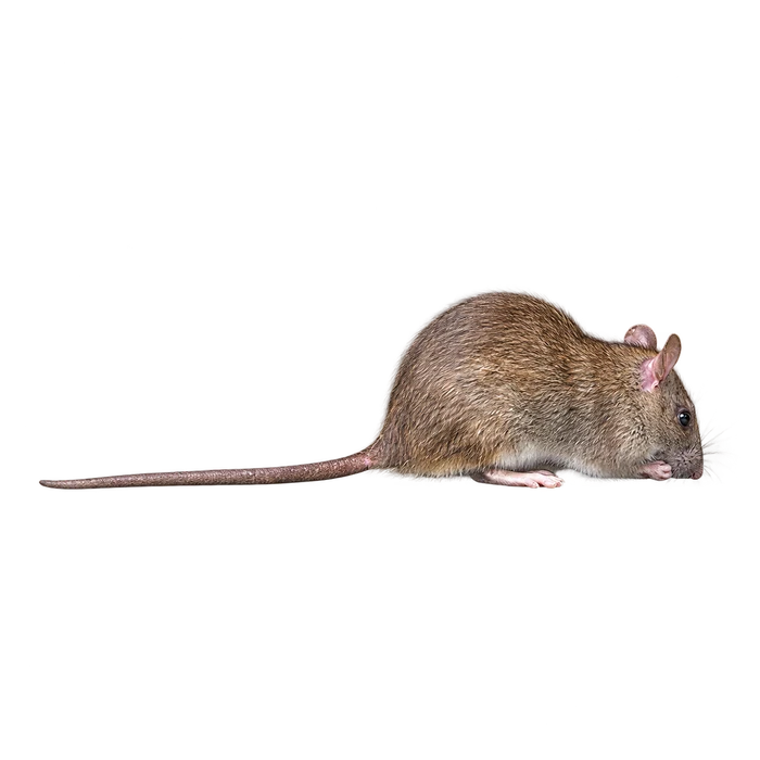 Roof rats cutout in the Ace Pest Control Las Vegas pest guide