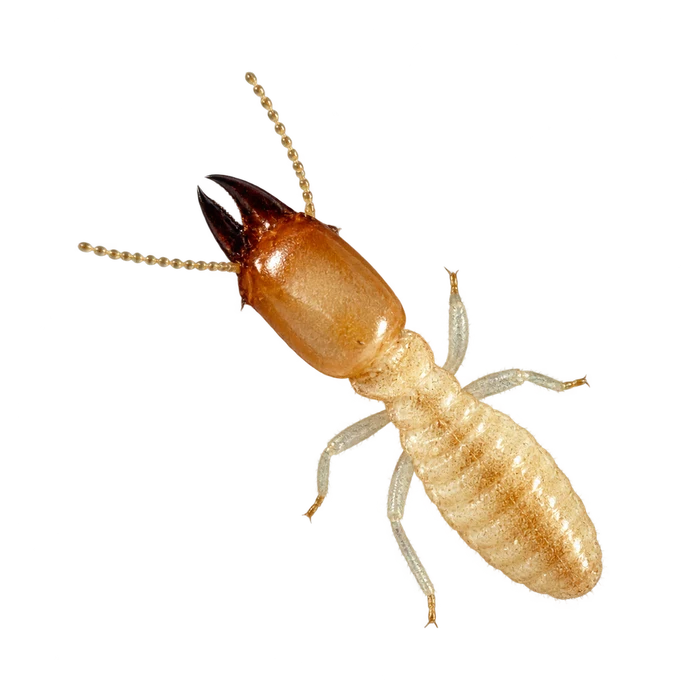 Termites cutout in the Ace Pest Control Las Vegas pest guide