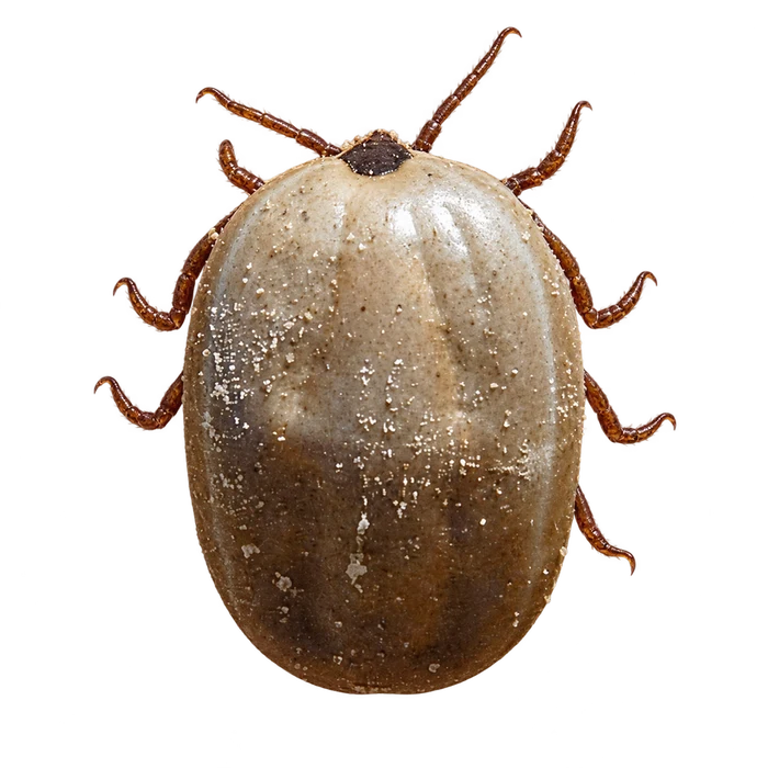 Ticks cutout in the Ace Pest Control Las Vegas pest guide