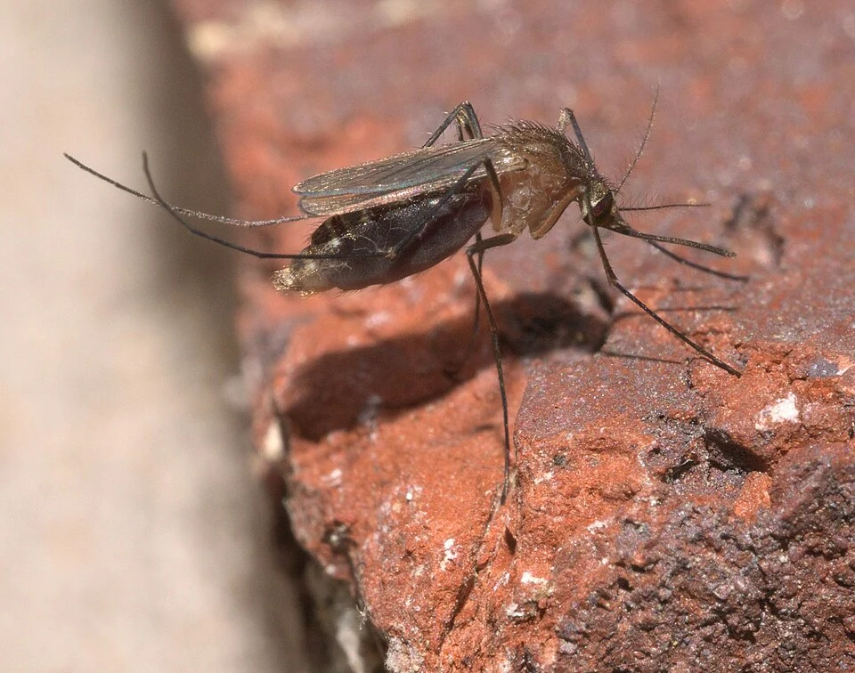 Southern house mosquito viewed close up in Ace Pest Control’s guide to mosquito control in Las Vegas
