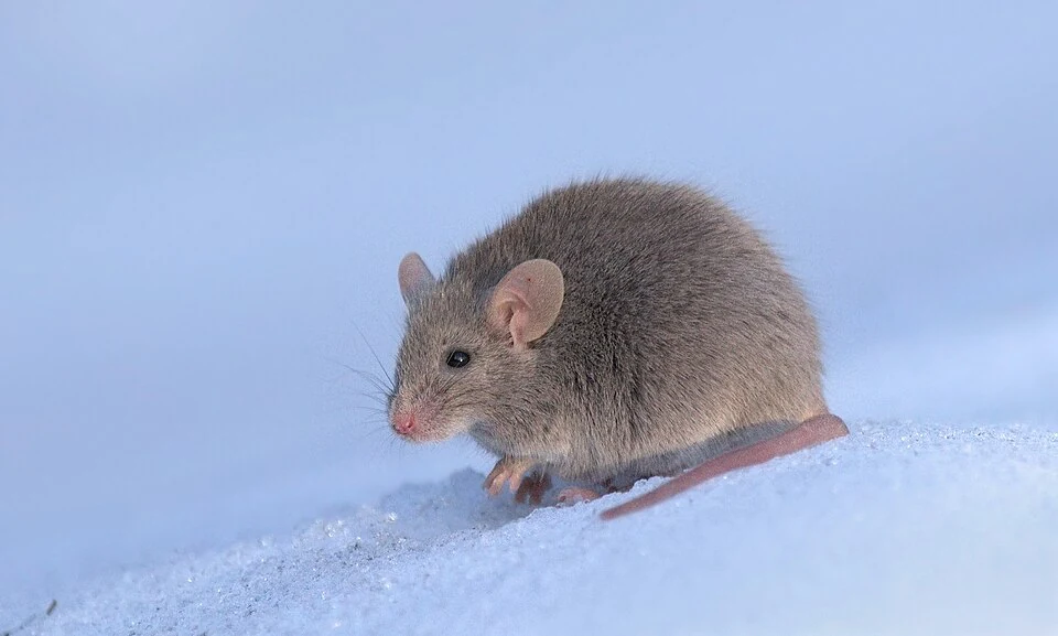 House mouse viewed close up in Ace Pest Control’s guide to rodent control in Las Vegas