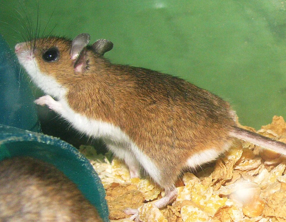 Deer mouse with large ears and a pale underside in Ace Pest Control’s guide to deer mouse control in Las Vegas