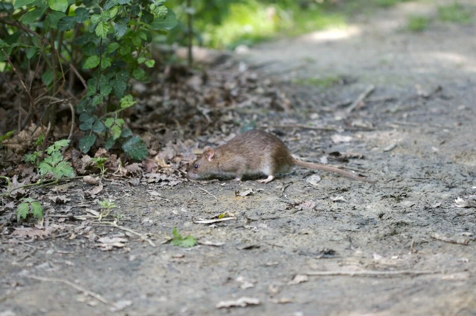 Brown rat outdoors in Ace Pest Control’s guide to Norway rat control in Las Vegas