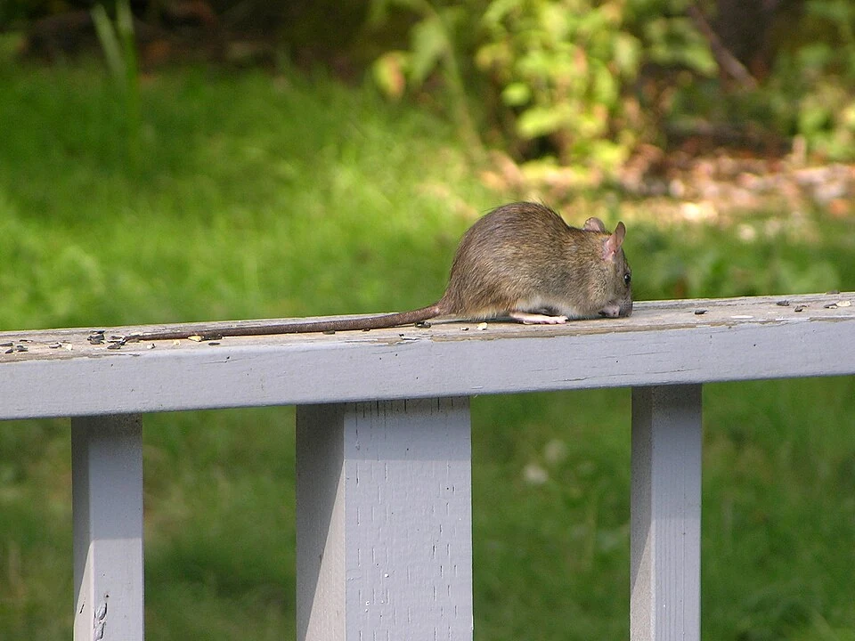Roof rat showing its long tail in Ace Pest Control’s guide to roof rat control in Las Vegas