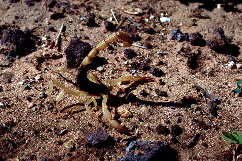Arizona bark scorpion showing its slender pincers and tail in Ace Pest Control’s guide to scorpion control in Las Vegas