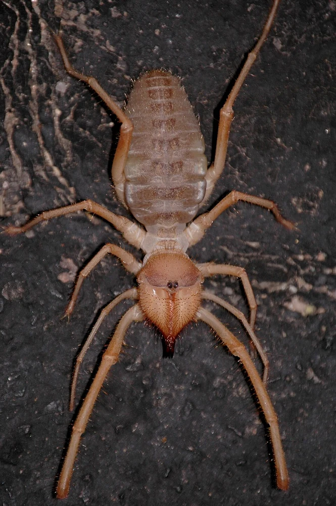 Wind scorpion showing its large jaws and lack of a stinging tail in Ace Pest Control’s guide to wind scorpion control in Las Vegas