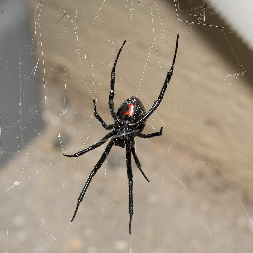 Western black widow spider with a glossy dark abdomen in Ace Pest Control’s guide to spider control in Las Vegas