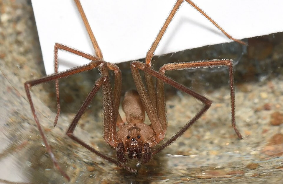 Brown recluse spider resting on a surface in Ace Pest Control’s guide to brown recluse identification in Las Vegas