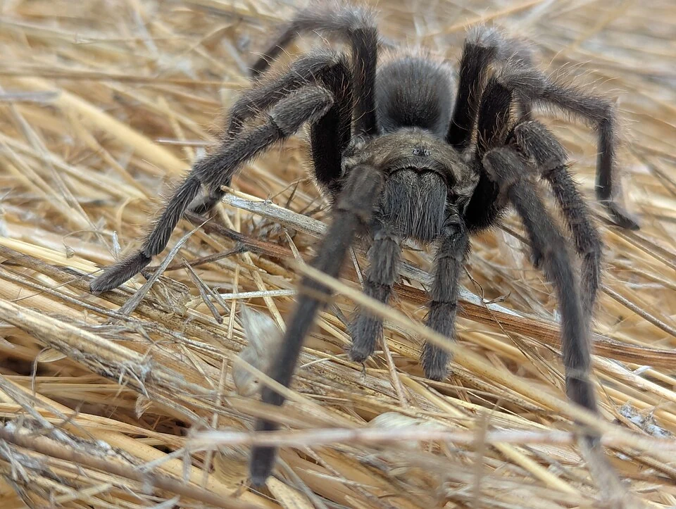 Desert tarantula with a hairy body and legs in Ace Pest Control’s guide to desert tarantulas in Las Vegas