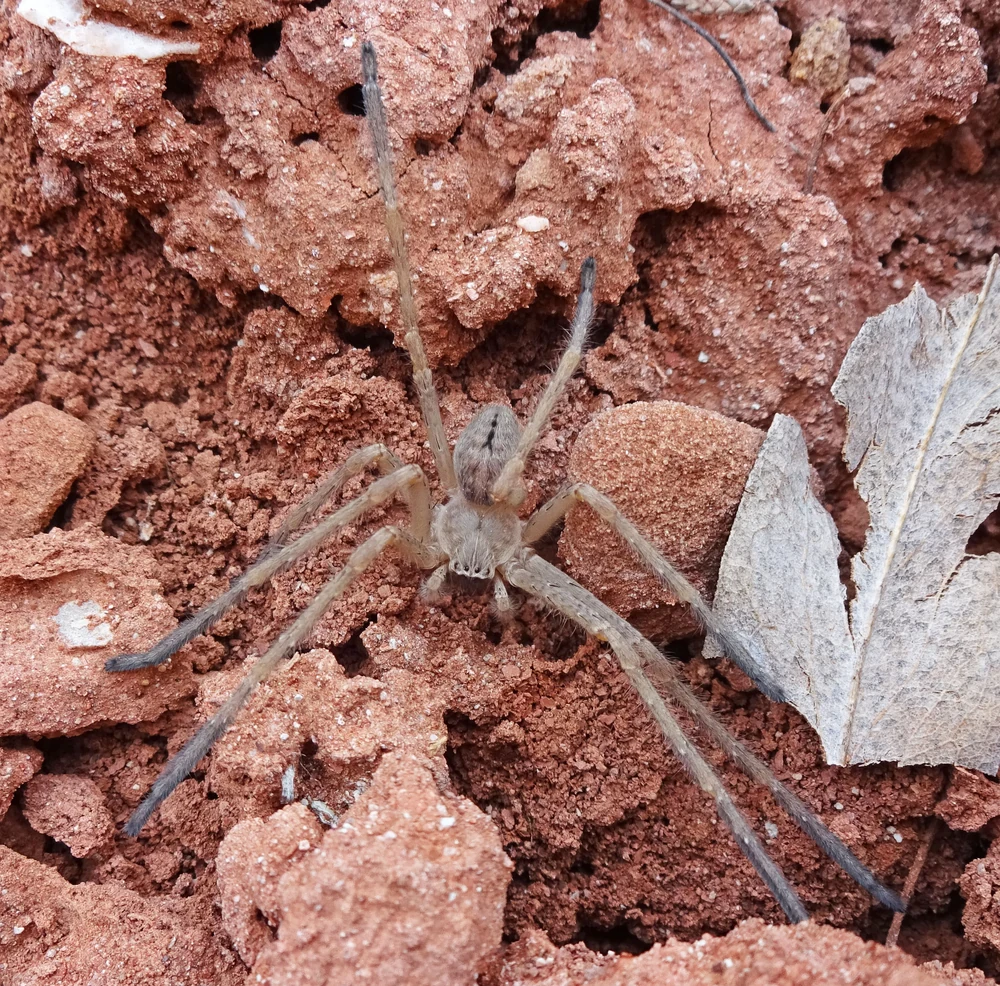 Giant crab spider on reddish rocky ground in Ace Pest Control’s guide to giant crab spiders in Las Vegas