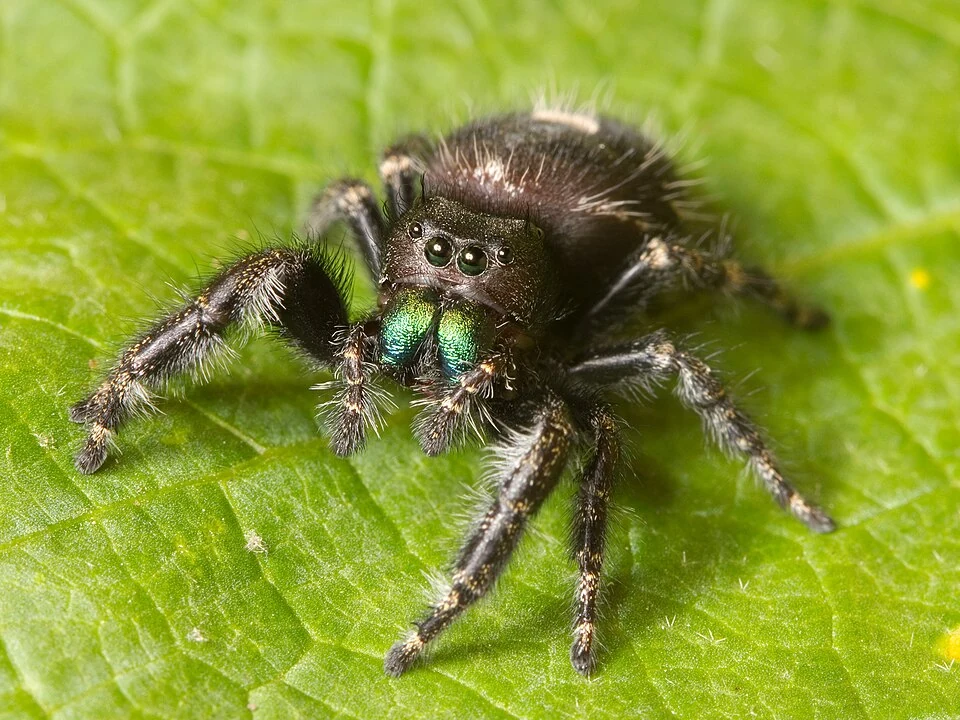 Bold jumping spider viewed close up in Ace Pest Control’s guide to jumping spiders in Las Vegas