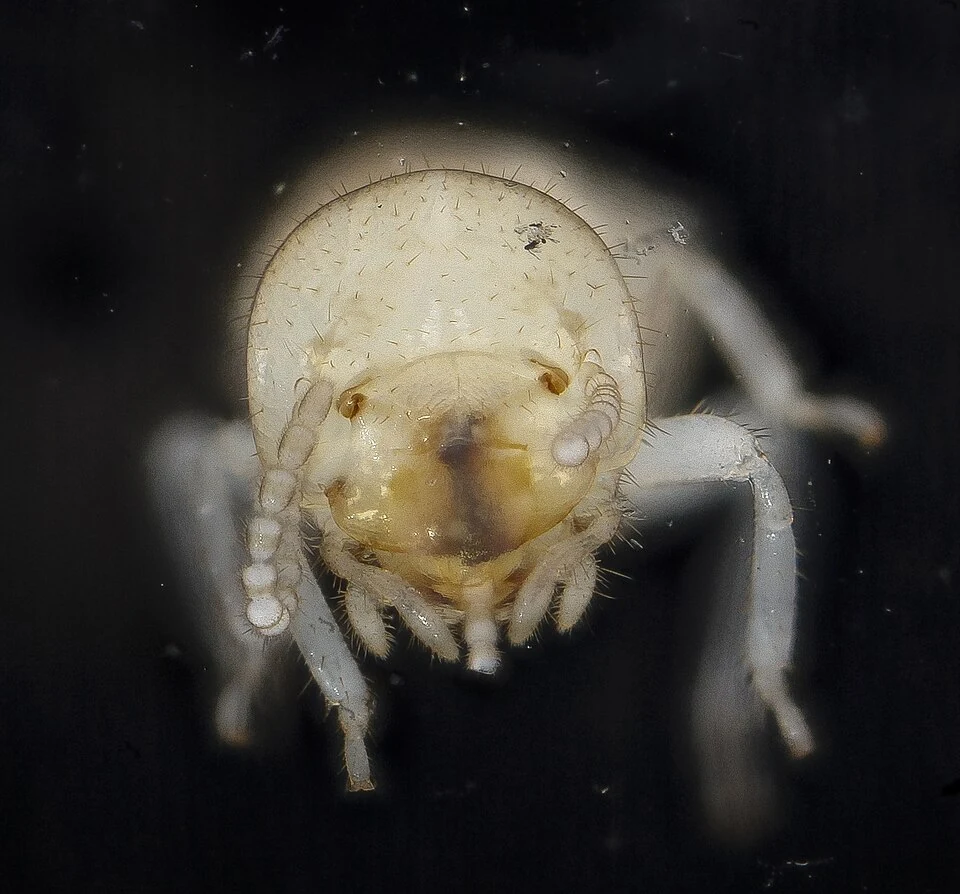 Subterranean termite worker viewed under magnification in Ace Pest Control’s guide to termite treatment in Las Vegas