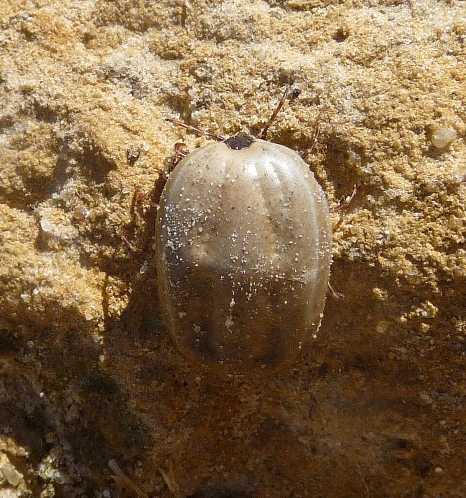 Brown dog tick viewed close up in Ace Pest Control’s guide to tick control in Las Vegas